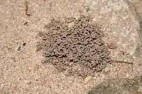 Earthworm feces aids in provision of minerals and plant nutrients in an accessible form