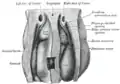 Upper part of celom of human embryo of 6.8&nbsp;mm., seen from behind.