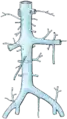 Inferior vena cava