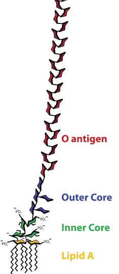 Endotoxin(lipopolysaccharide)