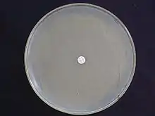 Mueller-Hinton agar showing MRSA resistant to an oxacillin disk