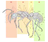 10 = Formicidae scutellum