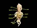 Human embryo, 38&nbsp;mm, 8–9 weeks–anterior view, heart is visible.