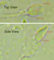 Dimensions of the human sperm head measured from a 39-year-old healthy subject.