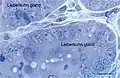 Figure 17. Rat jejunum. Toluidine blue stained Semithin Epon sections of jejunum mucosa showing the bottom of Lieberkuhn glands in transverse section and a telocyte (red star) surrounding one of the gland. Note the spindle-shape body sending off two telopodes, one of which measure at least 50&nbsp;µm in the section plane.
