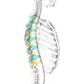 Lateral surface of the &nbsp;&nbsp; thoracic vertebrae. Right half of the thoracic skeleton is not shown.