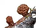 Tubifera corymbosa