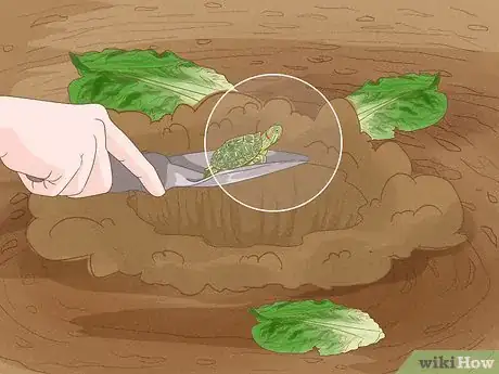 Image titled Catch a Turtle Step 5