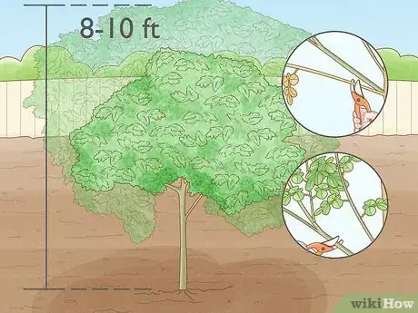 Image titled Grow a Moringa Tree Step 9
