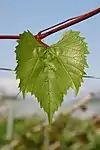 Junges Blatt