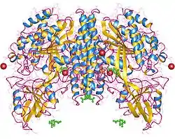 Transferrin-Rezeptor 1