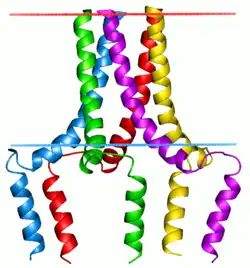 Phospholamban