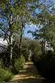 Wanderweg (Heideweg) von Erlach auf die St. Petersinsel