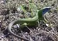 Östliche Smaragdeidechse (Lacerta viridis viridis)