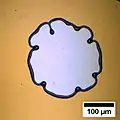 Instabilitäten des Tropfenrandes im Falle eines entnetzenden Polystyrolfilmes mit einer ursprünglichen Dicke von 200&nbsp;nm.