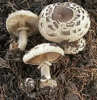 Garten-SafranschirmlingChlorophyllum brunneum