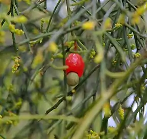 Heimische Kirsche (Exocarpos cupressiformis)