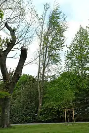 Fächerbaum (ginkgo biloba)