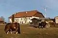 Bauernhaus und Freiberger Pferde