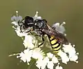 Ectemnius cf. fossorius, Männchen