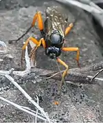 ♀ Frontansicht