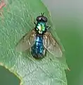 Weibchen, Dorsalansicht