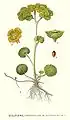 Illustration aus Bilder ur Nordens Flora