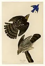 Beispiel für das Abweichen von Gemälde und endgültigem Druck: Der fliehende Vogel in der oberen rechten Ecke wurde erst vom Graveur hinzugefügt, der ihn aus Tafel CXIII (113) entnommen hatte.