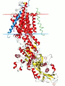 Na+/K+-ATPase