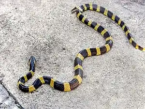 B. fasciatus