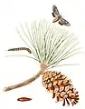 Illustration von Lapara coniferarum und Sumpf-Kiefer