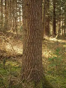 Pracht-Tanne (Abies magnifica)