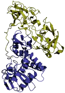 Abrin&nbsp;a (Abrus precatorius)