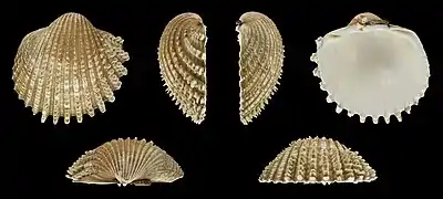 Acanthocardia echinata mucronataRechte Klappe