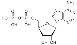 ADP