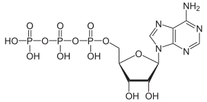 Adenosintriphosphat
