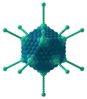 Virion eines Adenovirus