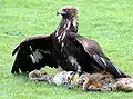 Steinadler in der Adler-Arena auf Landskron