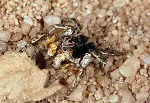 Aelurillus v-insignitus