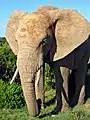 12 Elefante (Elefant) 45-46-47-48