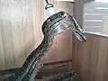 Nördlicher Felsenpython