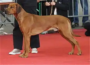Rhodesian Ridgeback