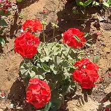 2011 Geranie „Baronesse Sophia“
