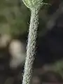 Behaarte Sprossachse