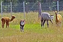 Dies zeigt eine Alpakafarm in Fresing.