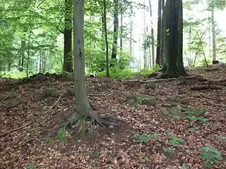 Steinfragmente am Wallgraben am 2005 ergrabenen Zugang zur Burg
