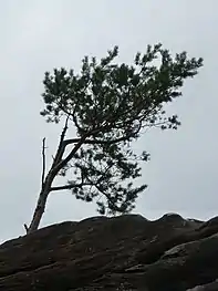 Die jüngere Kiefer