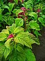 Amaranthus caudatus Blätter und Stängel
