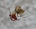 Weibchen (oben) und Männchen (unten) im Vergleich