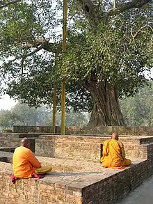 Bodhi-Baum